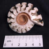 FLUORESCENT AMMONITE, East Timor XAT005