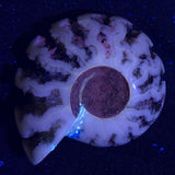 FLUORESCENT AMMONITE, East Timor XAT005