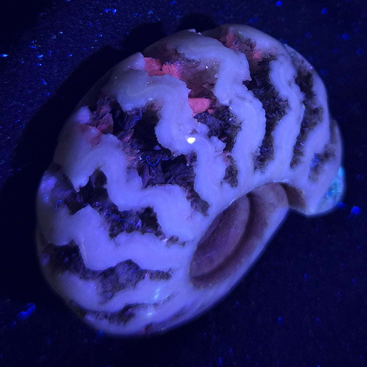 FLUORESCENT AMMONITE, East Timor XAT005