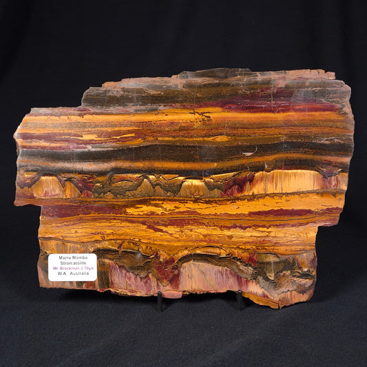 MARRA MAMBA TIGER EYE STROMATOLITE, Archean, Australia YSC060