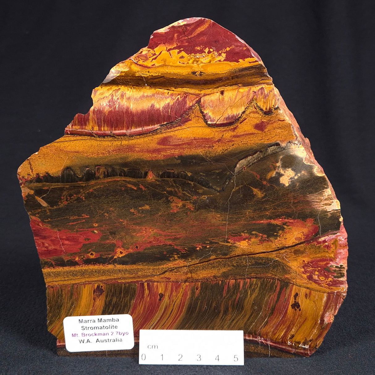 MARRA MAMBA TIGER EYE STROMATOLITE, Archean, Australia YSC062