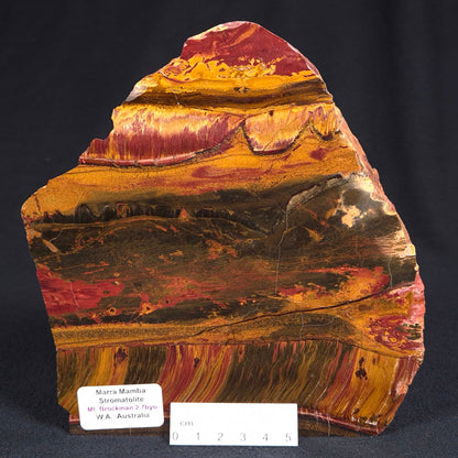 MARRA MAMBA TIGER EYE STROMATOLITE, Archean, Australia YSC062