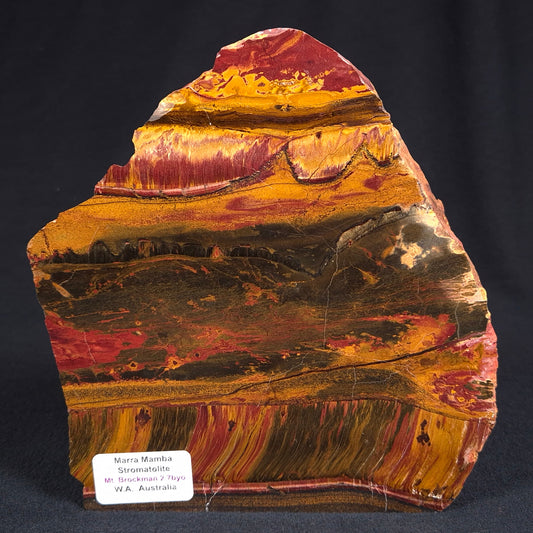 MARRA MAMBA TIGER EYE STROMATOLITE, Archean, Australia YSC062