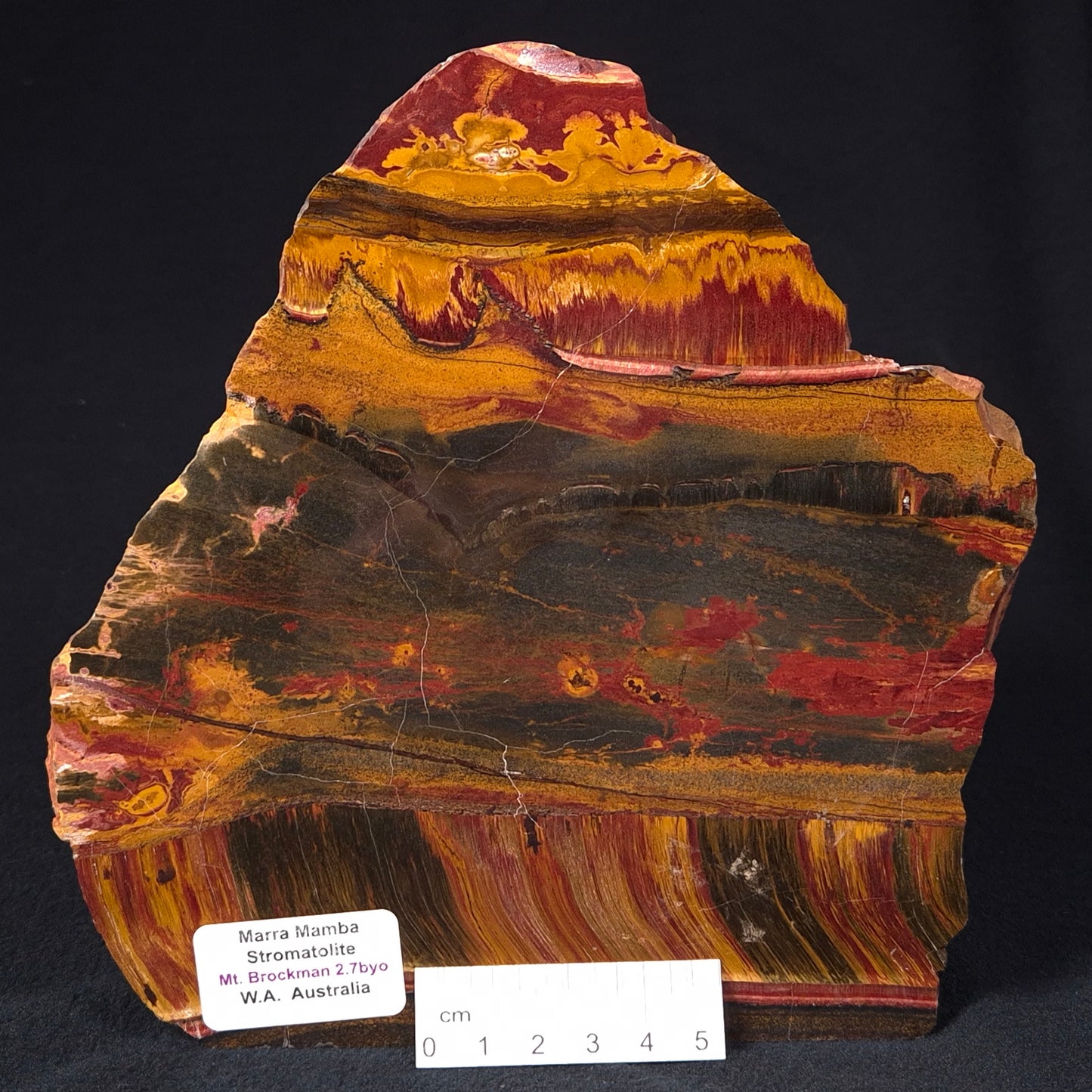 MARRA MAMBA TIGER EYE STROMATOLITE, Archean, Australia YSC061