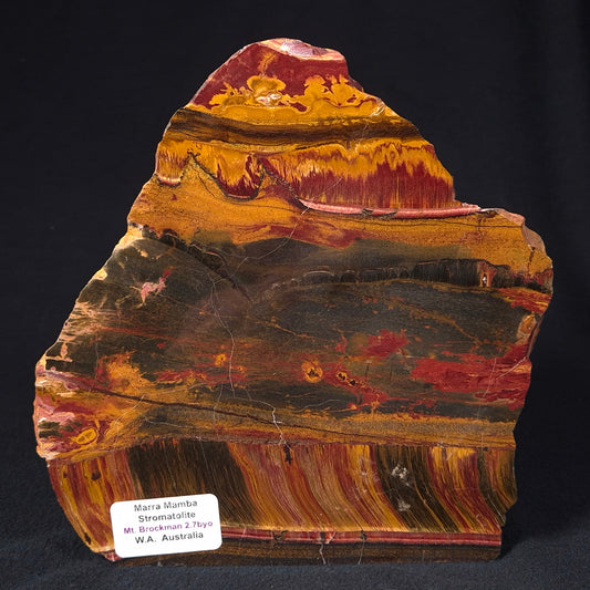 MARRA MAMBA TIGER EYE STROMATOLITE, Archean, Australia YSC061