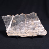 MOUNT MCGRATH STROMATOLITE, Lower Proterozoic, Australia ZMG009