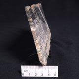 MOUNT MCGRATH STROMATOLITE, Lower Proterozoic, Australia ZMG009