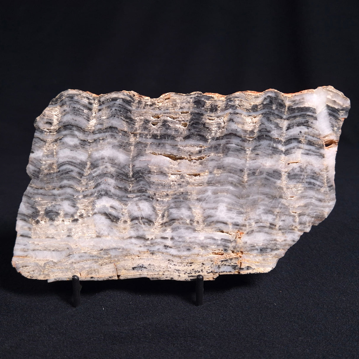 MOUNT MCGRATH STROMATOLITE, Lower Proterozoic, Australia ZMG010