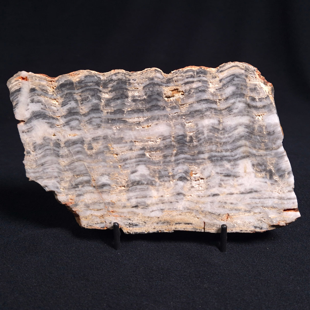 MOUNT MCGRATH STROMATOLITE, Lower Proterozoic, Australia ZMG010