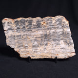 MOUNT MCGRATH STROMATOLITE, Lower Proterozoic, Australia ZMG010