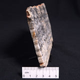 MOUNT MCGRATH STROMATOLITE, Lower Proterozoic, Australia ZMG010