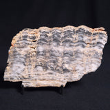 MOUNT MCGRATH STROMATOLITE, Lower Proterozoic, Australia ZMG011