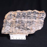 MOUNT MCGRATH STROMATOLITE, Lower Proterozoic, Australia ZMG011