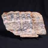 MOUNT MCGRATH STROMATOLITE, Lower Proterozoic, Australia ZMG011