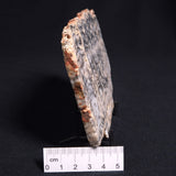 MOUNT MCGRATH STROMATOLITE, Lower Proterozoic, Australia ZMG011