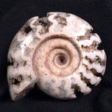 FLUORESCENT AMMONITE, East Timor XAT006