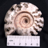 FLUORESCENT AMMONITE, East Timor XAT006