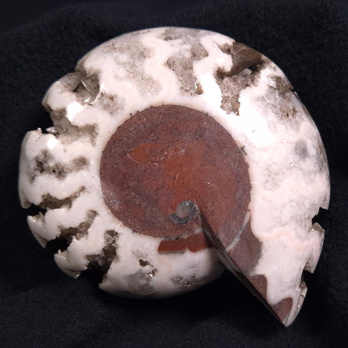 FLUORESCENT AMMONITE, East Timor XAT006