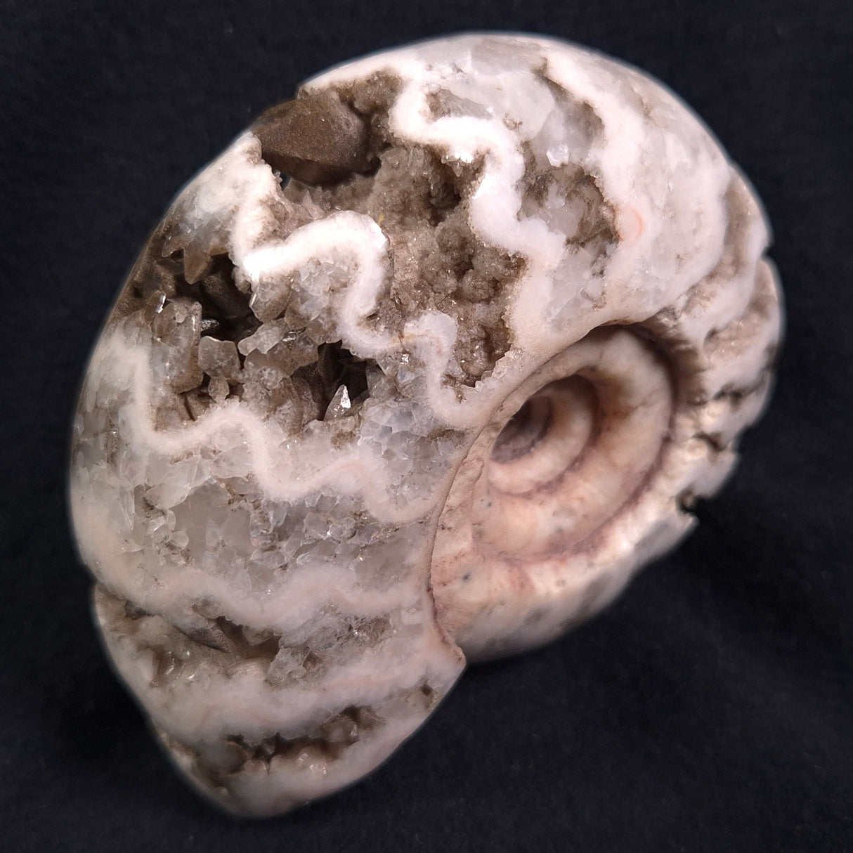 FLUORESCENT AMMONITE, East Timor XAT006