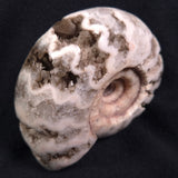 FLUORESCENT AMMONITE, East Timor XAT006