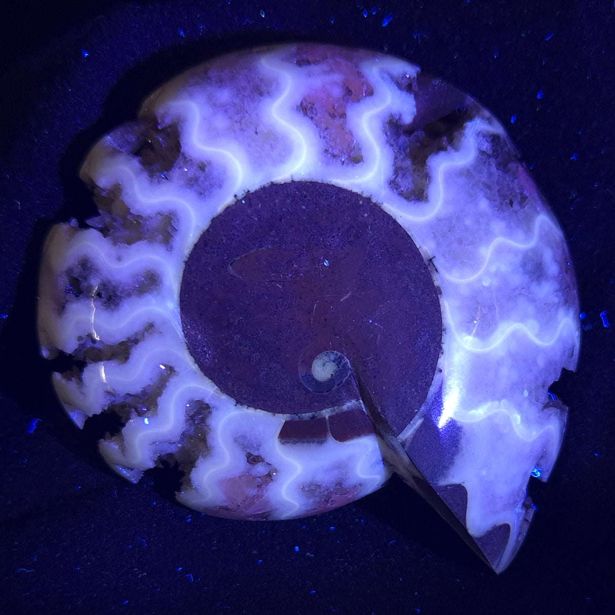 FLUORESCENT AMMONITE, East Timor XAT006