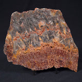 STROMATOLITE MICROBIAL MAT, Archean, Dresser Formation, Australia ZDF014