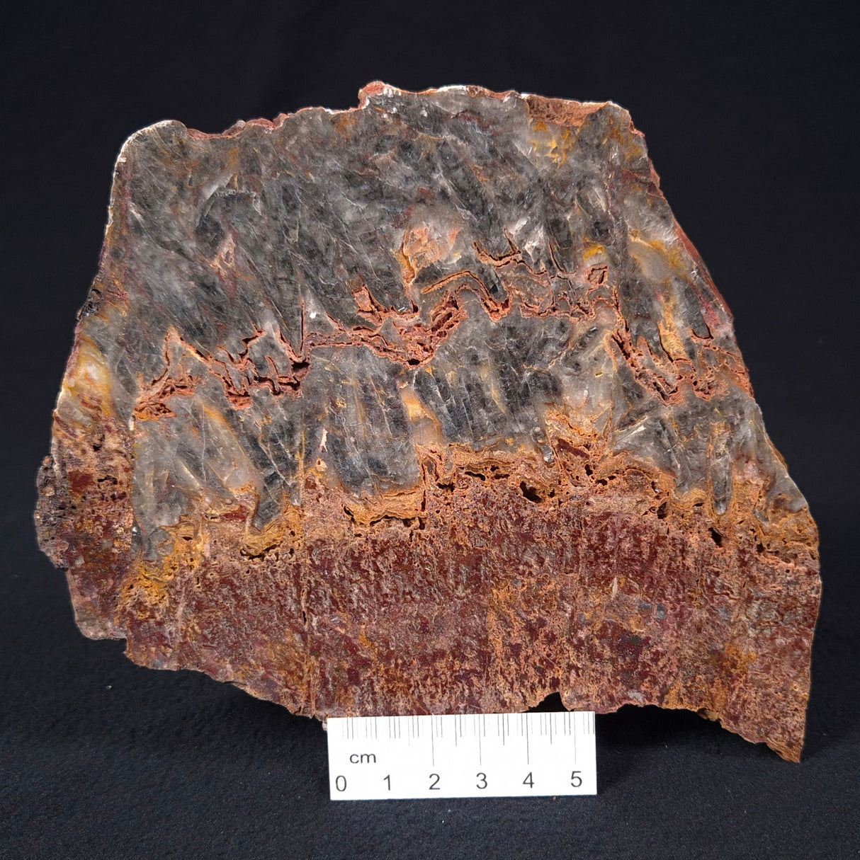 STROMATOLITE MICROBIAL MAT, Archean, Dresser Formation, Australia ZDF014