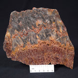STROMATOLITE MICROBIAL MAT, Archean, Dresser Formation, Australia ZDF014