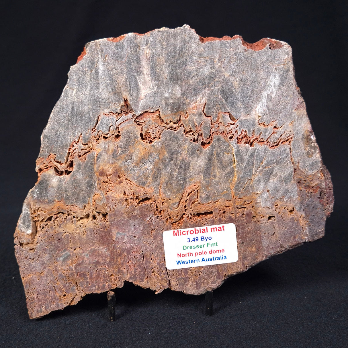 STROMATOLITE MICROBIAL MAT, Archean, Dresser Formation, Australia ZDF014