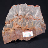 STROMATOLITE MICROBIAL MAT, Archean, Dresser Formation, Australia ZDF014