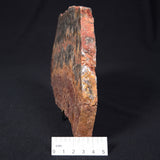 STROMATOLITE MICROBIAL MAT, Archean, Dresser Formation, Australia ZDF014