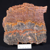 STROMATOLITE MICROBIAL MAT, Archean, Dresser Formation, Australia ZDF015
