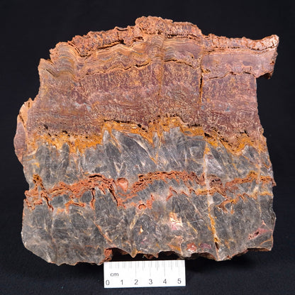 STROMATOLITE MICROBIAL MAT, Archean, Dresser Formation, Australia ZDF015