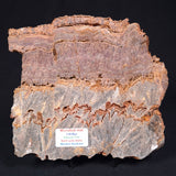 STROMATOLITE MICROBIAL MAT, Archean, Dresser Formation, Australia ZDF015