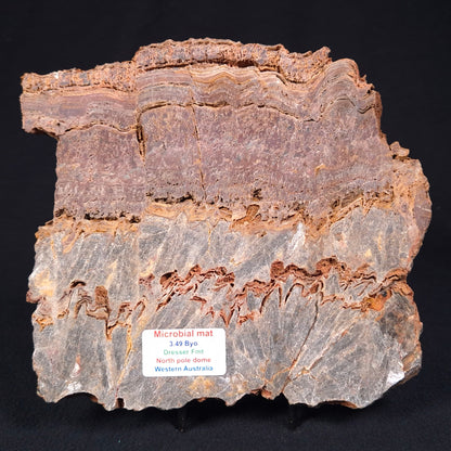 STROMATOLITE MICROBIAL MAT, Archean, Dresser Formation, Australia ZDF015