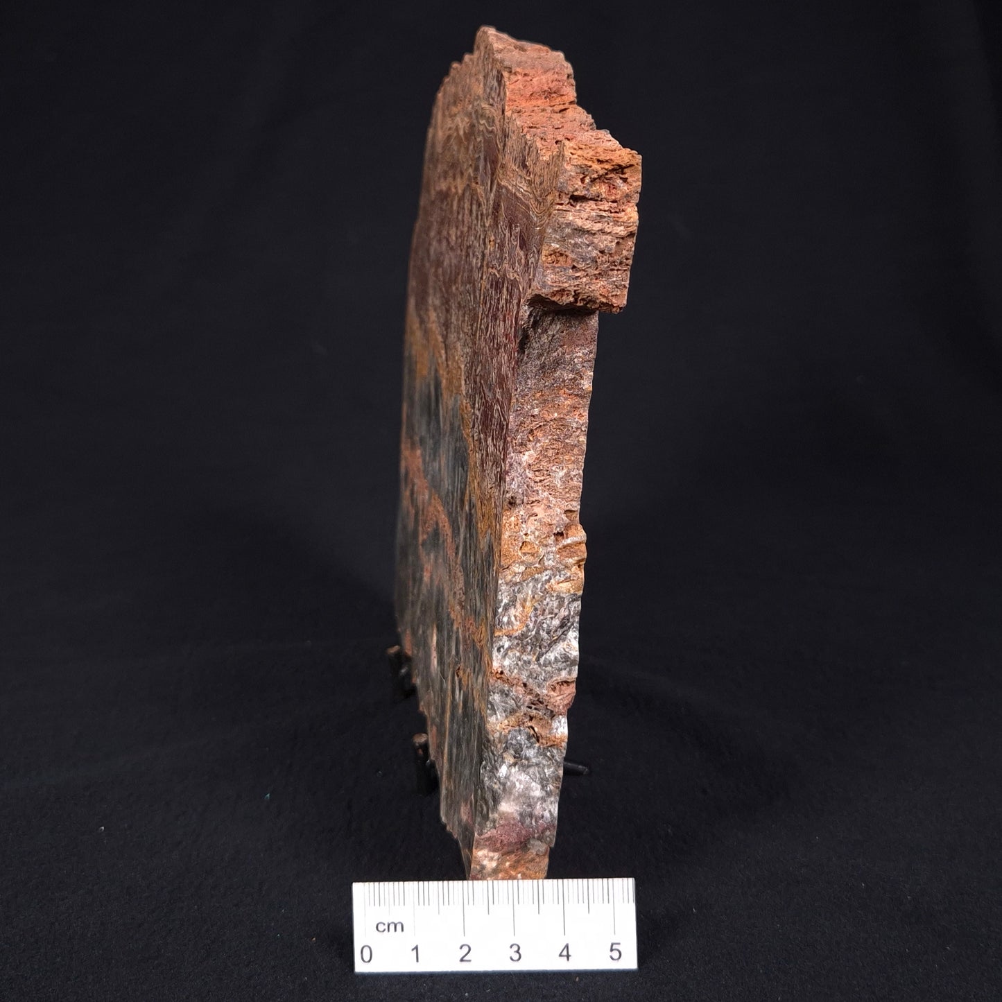 STROMATOLITE MICROBIAL MAT, Archean, Dresser Formation, Australia ZDF015
