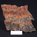 STROMATOLITE MICROBIAL MAT, Archean, Dresser Formation, Australia ZDF016