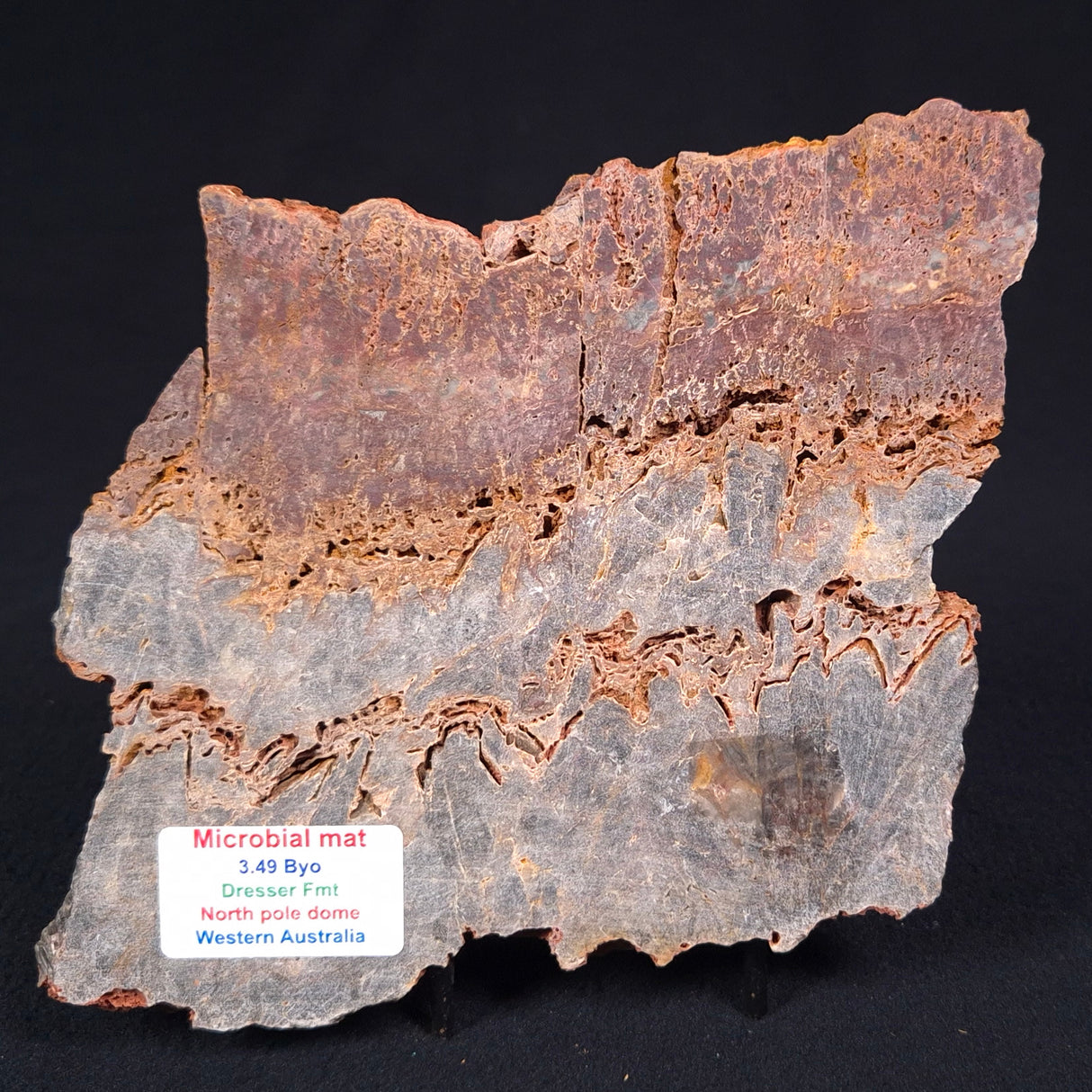 STROMATOLITE MICROBIAL MAT, Archean, Dresser Formation, Australia ZDF016