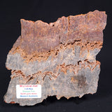 STROMATOLITE MICROBIAL MAT, Archean, Dresser Formation, Australia ZDF016