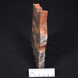 STROMATOLITE MICROBIAL MAT, Archean, Dresser Formation, Australia ZDF016