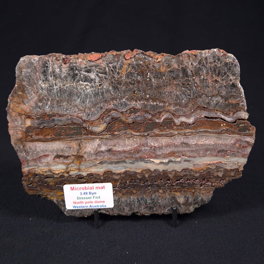 STROMATOLITE MICROBIAL MAT, Archean, Dresser Formation, Australia ZDF017