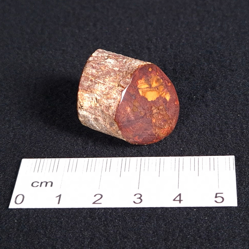 Petrified Wood from Lune River, Tasmania, Australia XPL001