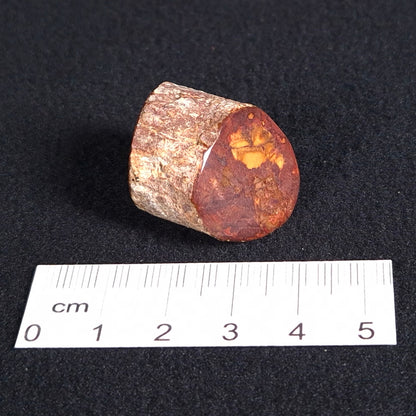 Petrified Wood from Lune River, Tasmania, Australia XPL001