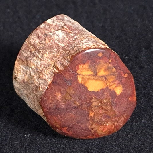 Petrified Wood from Lune River, Tasmania, Australia XPL001