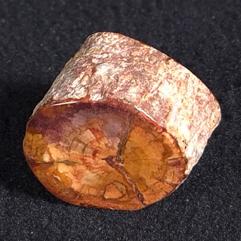 Petrified Wood from Lune River, Tasmania, Australia XPL001