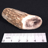 PETRIFIED WOOD, Jurassic, Australia XPL005