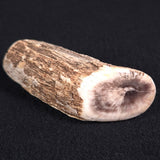 PETRIFIED WOOD, Jurassic, Australia XPL005