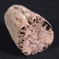 Petrified Wood from Lune River XPL006