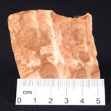 STROMATOPOROID, Devonian, Australia ZSB001