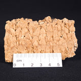 STROMATOPOROID, Devonian, Australia ZSB002
